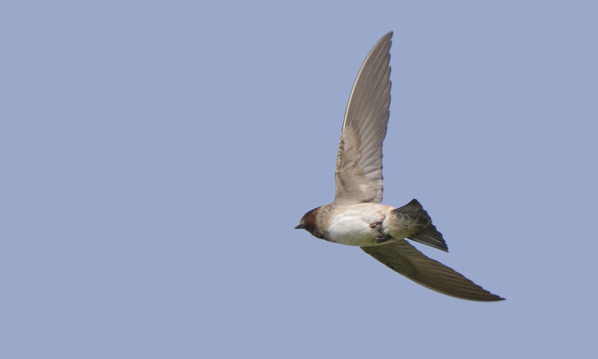 Hirondelle à front blanc - ML106312391