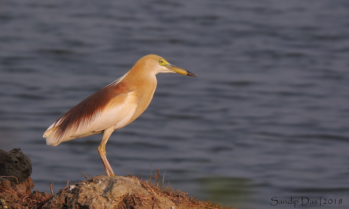 Indian Pond-Heron - Sandip Das