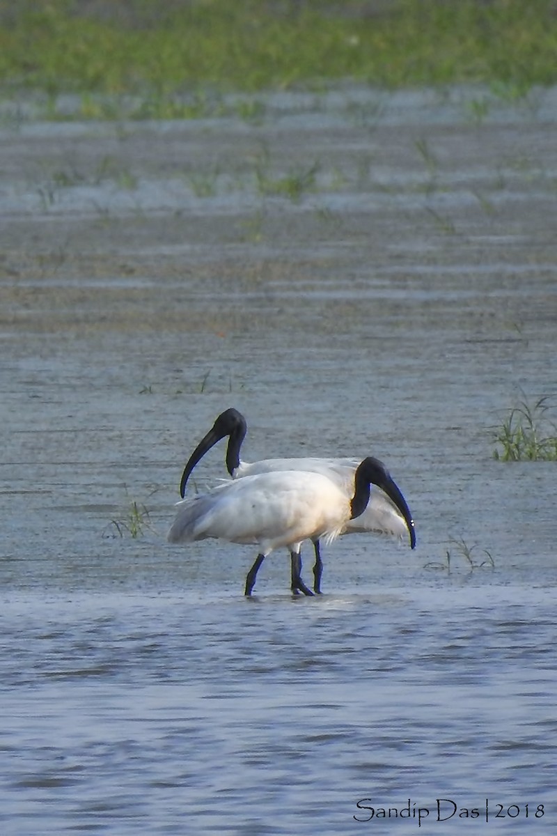 Ibis à tête noire - ML106313621