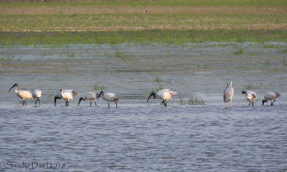 Black-headed Ibis - ML106313651