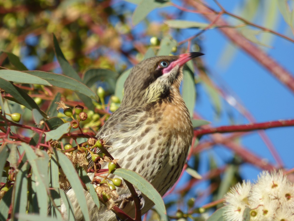 Spiny-cheeked Honeyeater - ML106313901