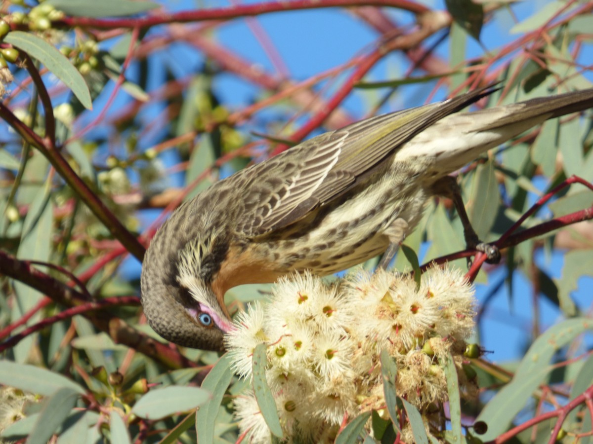 Spiny-cheeked Honeyeater - ML106313911