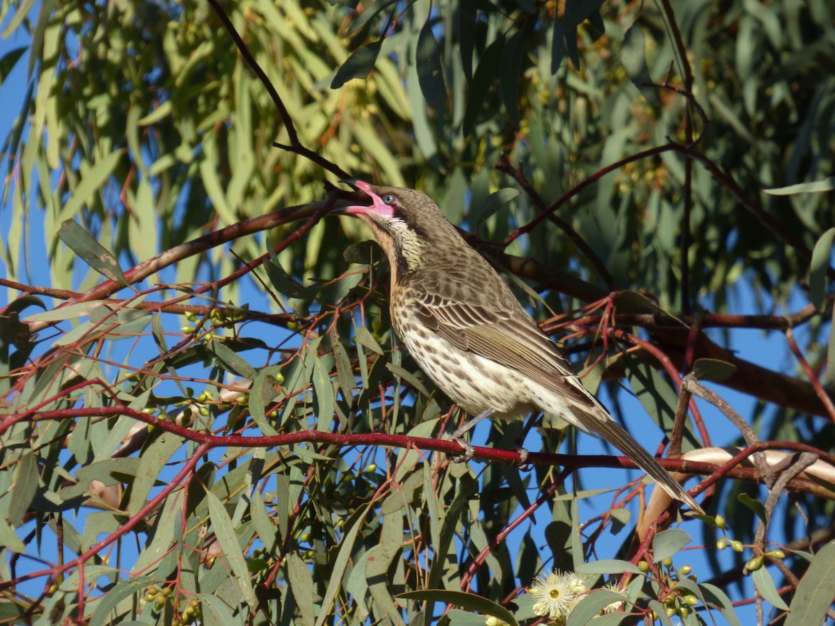 Spiny-cheeked Honeyeater - ML106313921