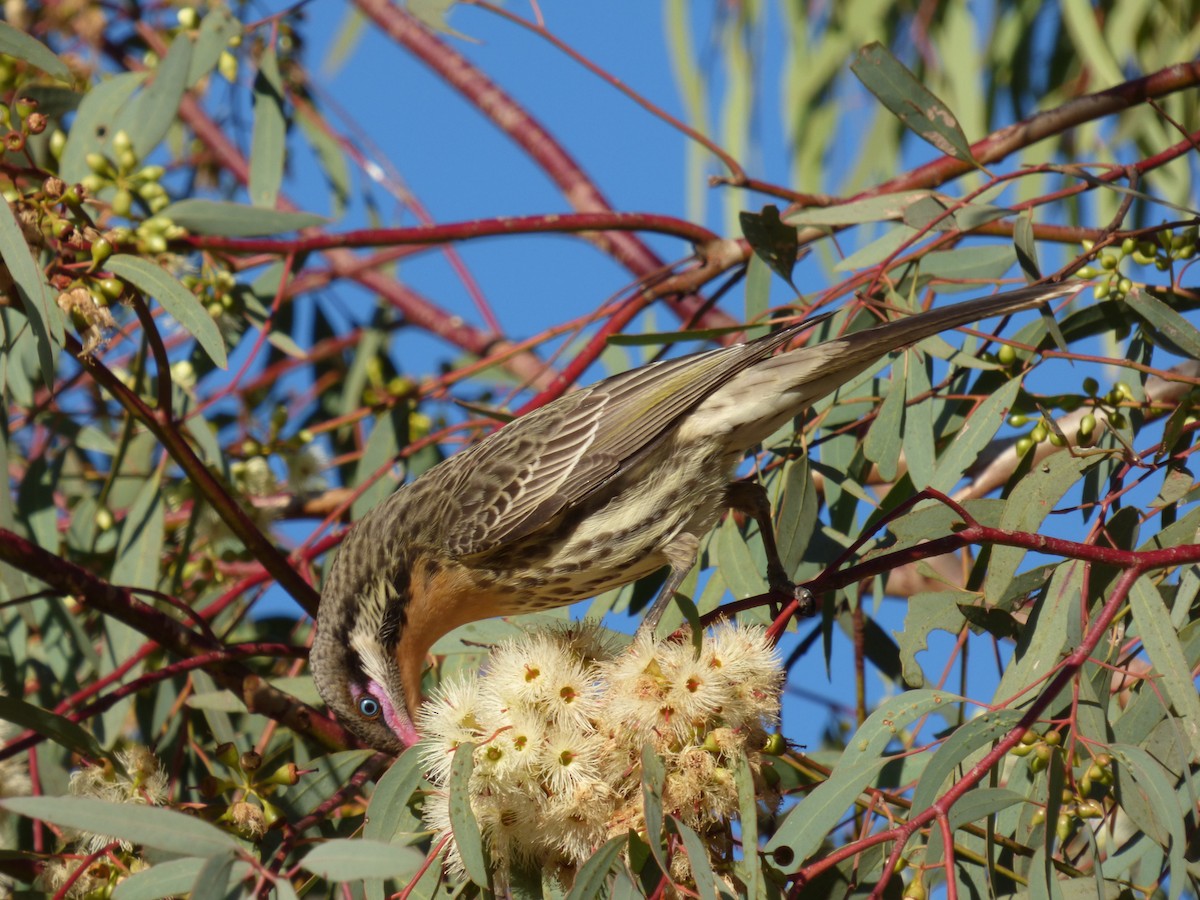 Spiny-cheeked Honeyeater - ML106313931