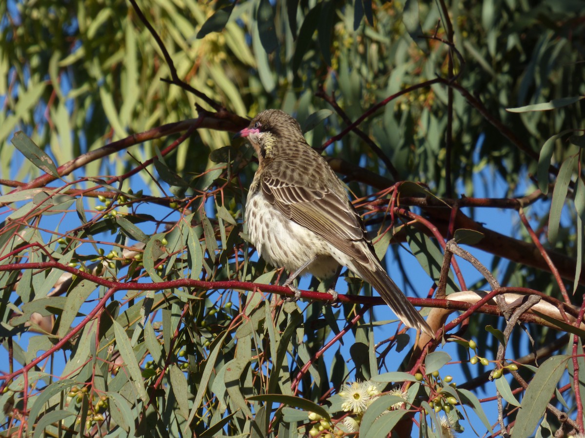 Spiny-cheeked Honeyeater - ML106313941