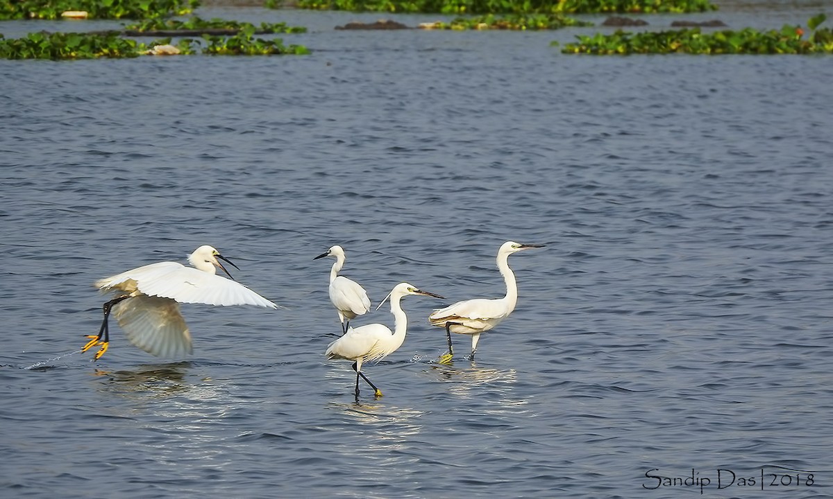 Little Egret - ML106313981