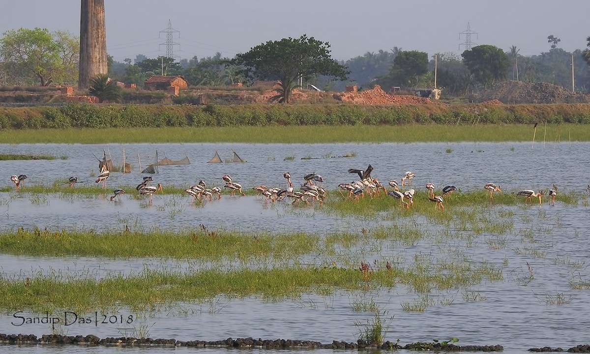 Painted Stork - ML106314071