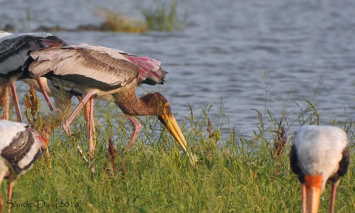 Painted Stork - ML106314091