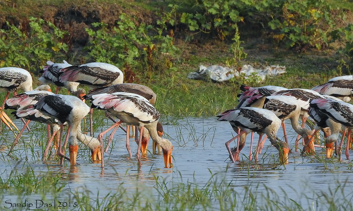 Painted Stork - ML106314121