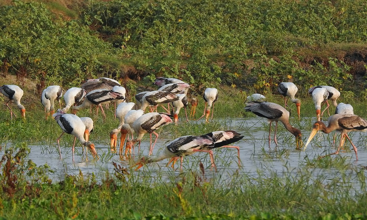 Painted Stork - ML106314131