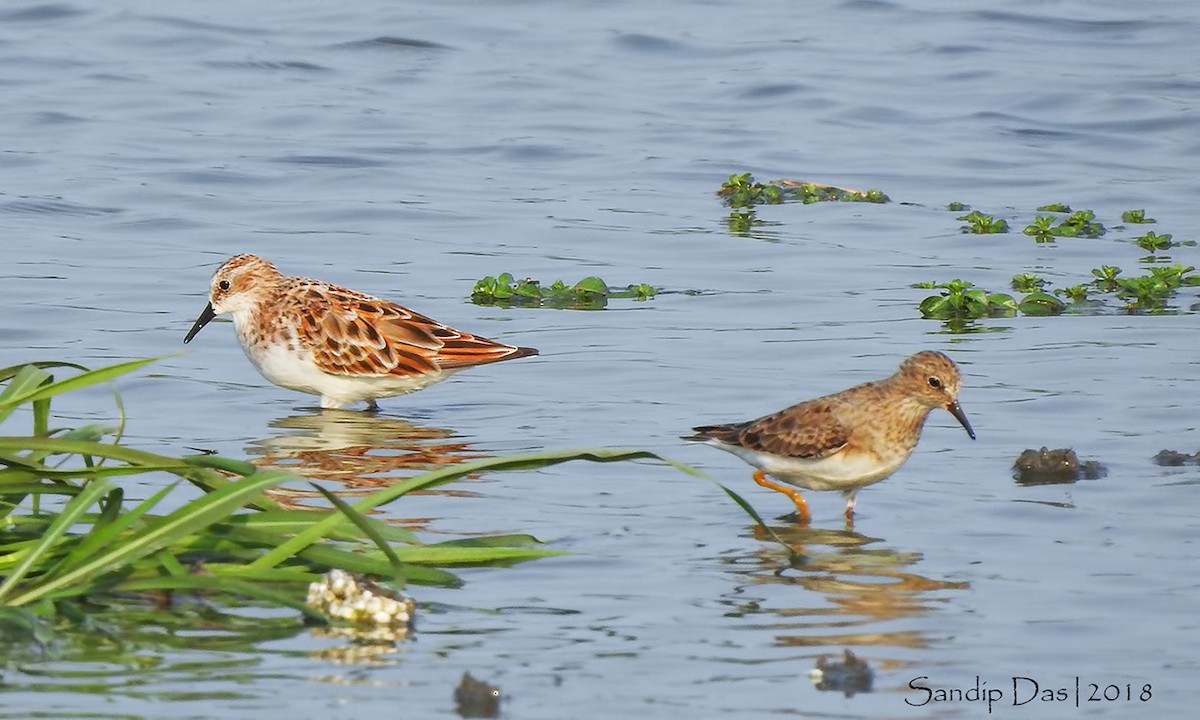 Temminck's Stint - Sandip Das