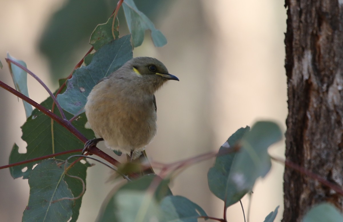 Fuscous Honeyeater - ML106314661