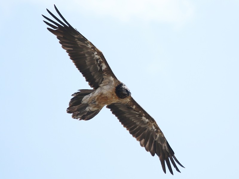 Bearded Vulture (Eurasian) - Pavel Parkhaev