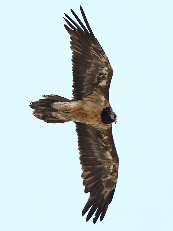 Bearded Vulture (Eurasian) - Pavel Parkhaev