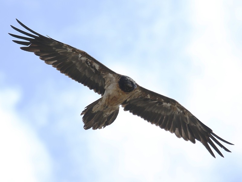 Bearded Vulture (Eurasian) - Pavel Parkhaev