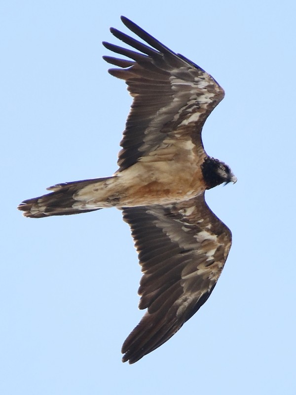 Bearded Vulture (Eurasian) - Pavel Parkhaev