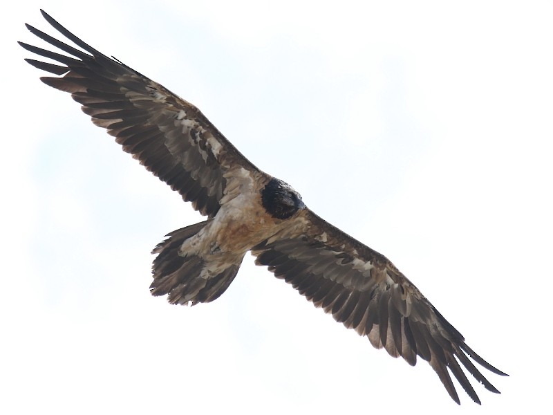 Bearded Vulture (Eurasian) - Pavel Parkhaev