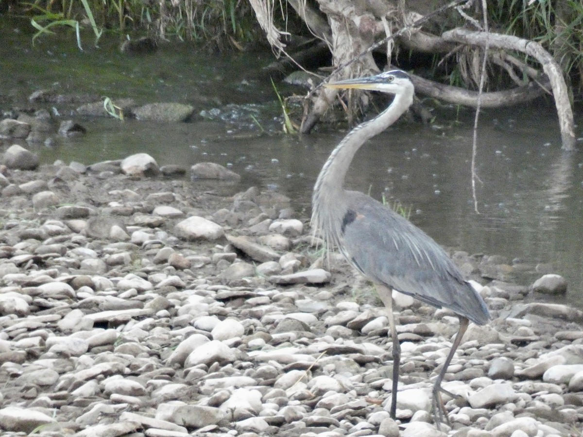 Great Blue Heron - ML106315961
