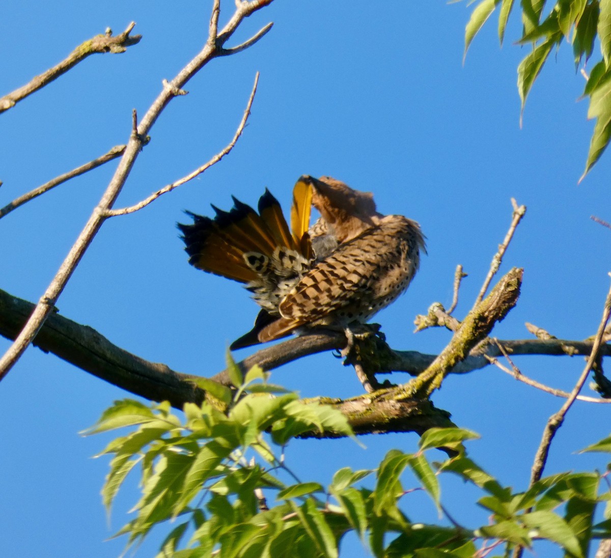 Northern Flicker - ML106316011