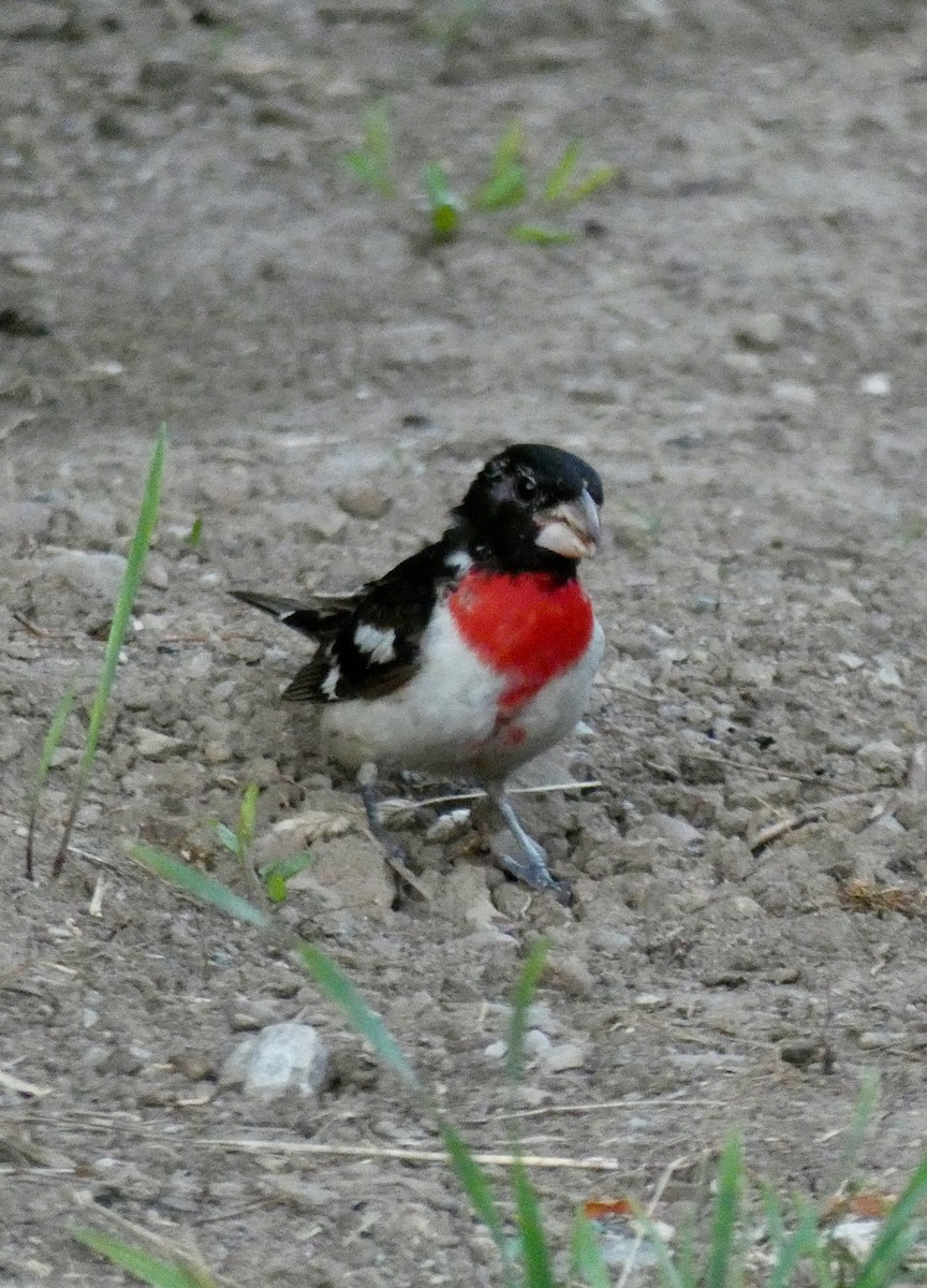 Rose-breasted Grosbeak - ML106316071