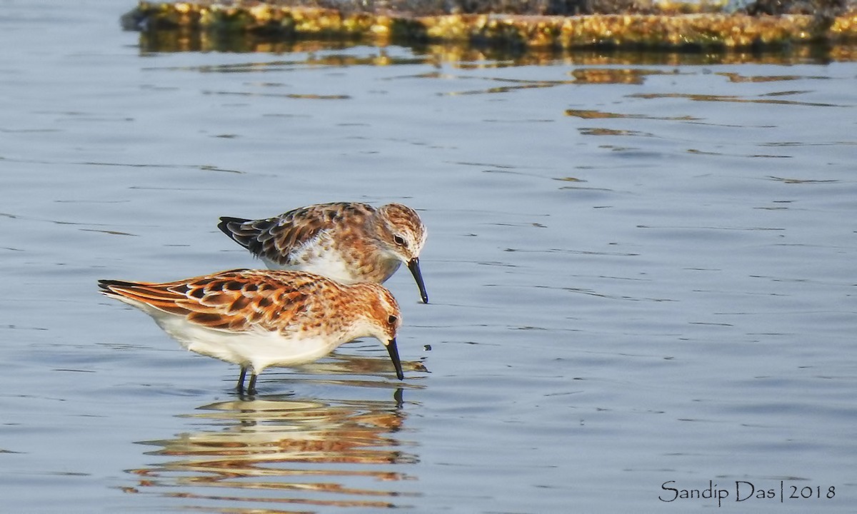 Little Stint - ML106316291