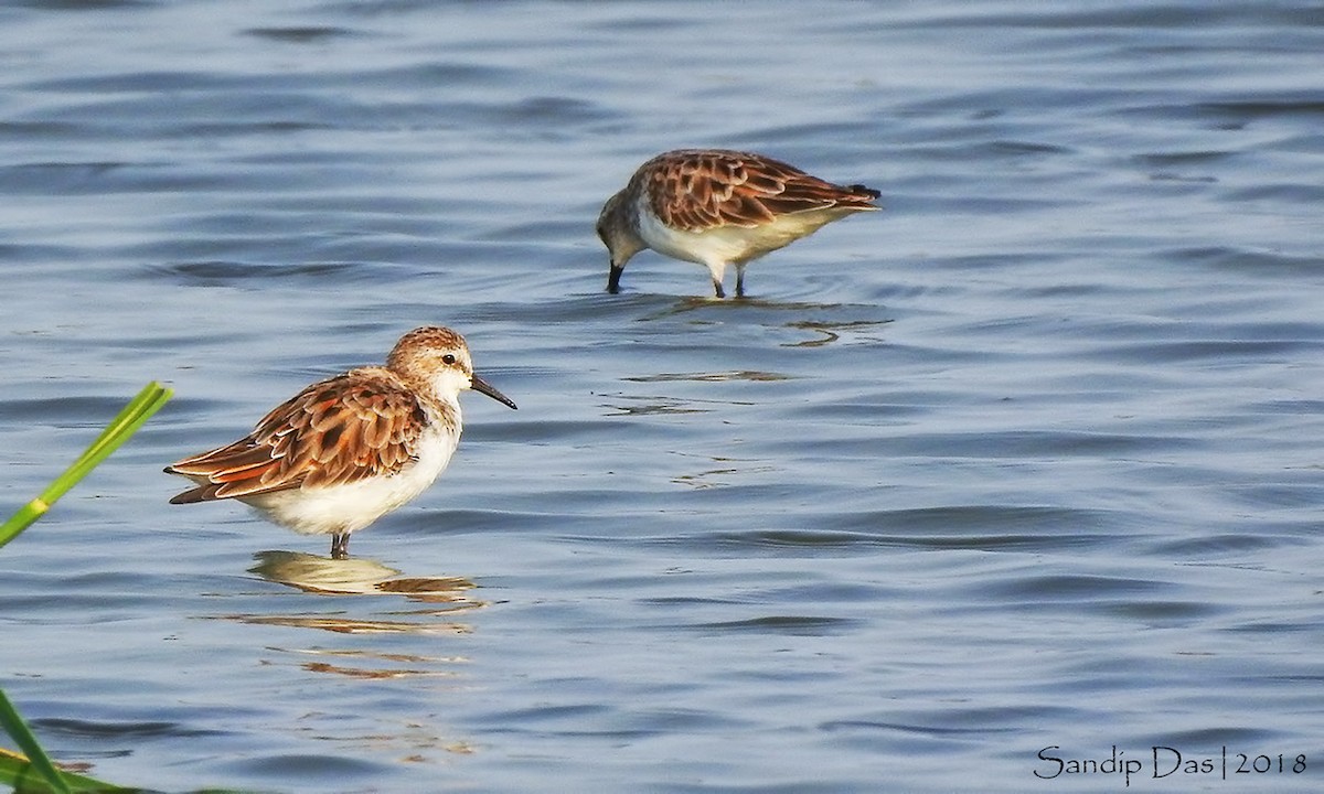 Little Stint - Sandip Das