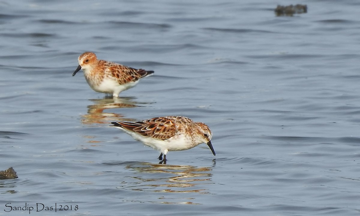 Zwergstrandläufer - ML106316311