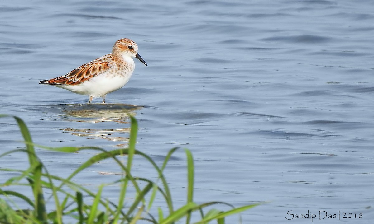 Zwergstrandläufer - ML106316351