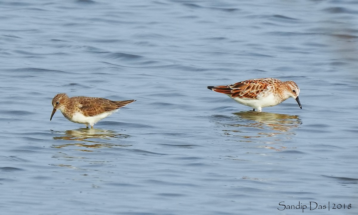 Zwergstrandläufer - ML106316361