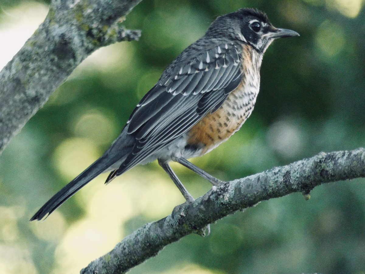 American Robin - ML106316381