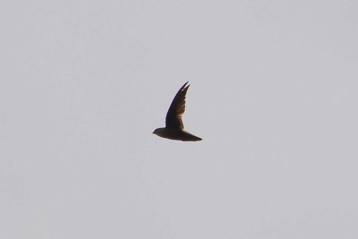 Chimney Swift - ML106317501