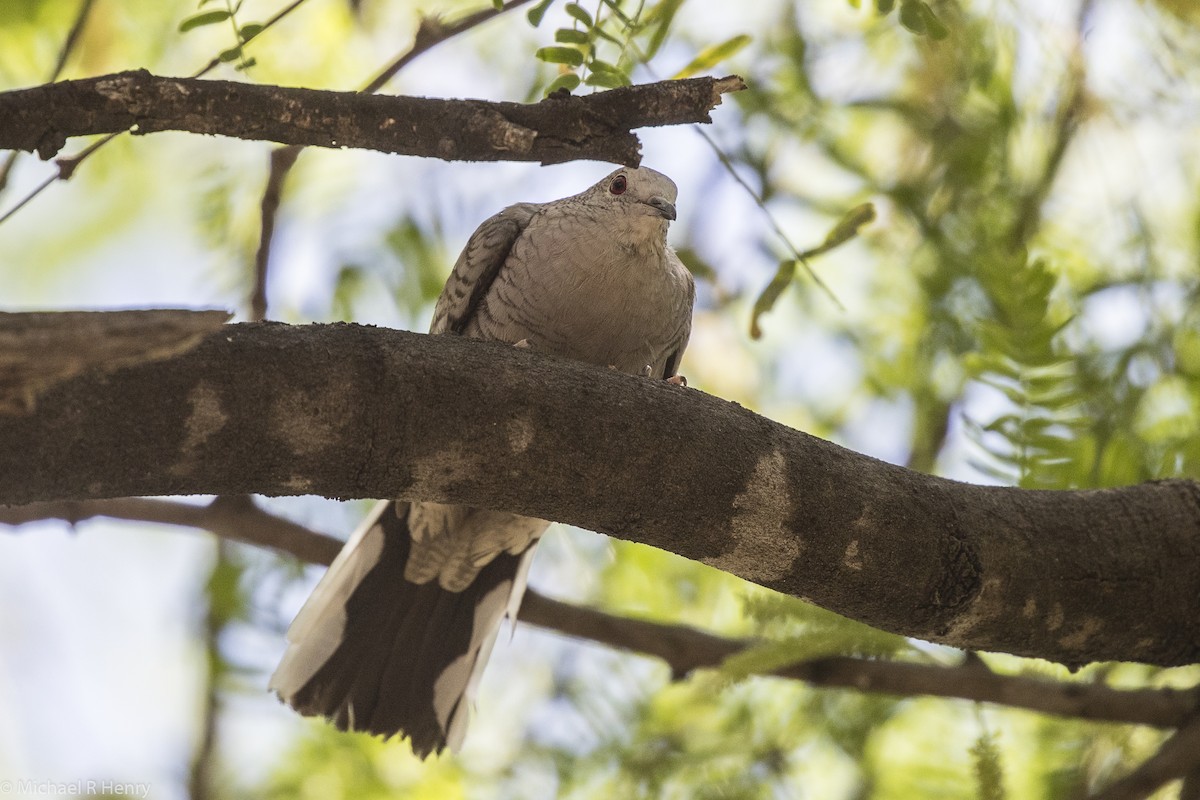 Inca Dove - ML106318781