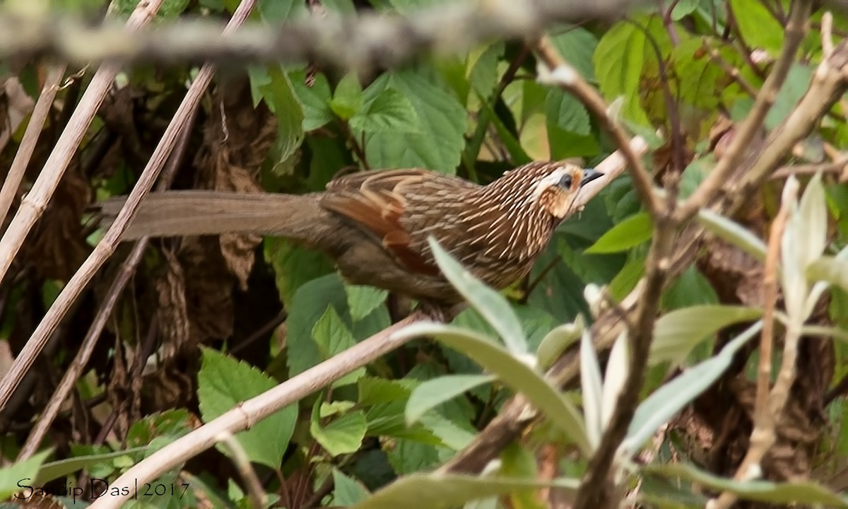 Striped Laughingthrush - Sandip Das
