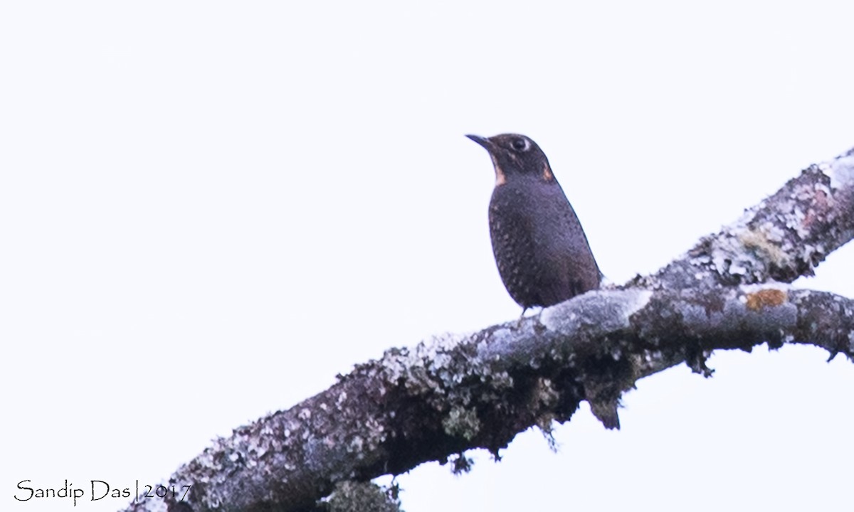 Chestnut-bellied Rock-Thrush - ML106319261