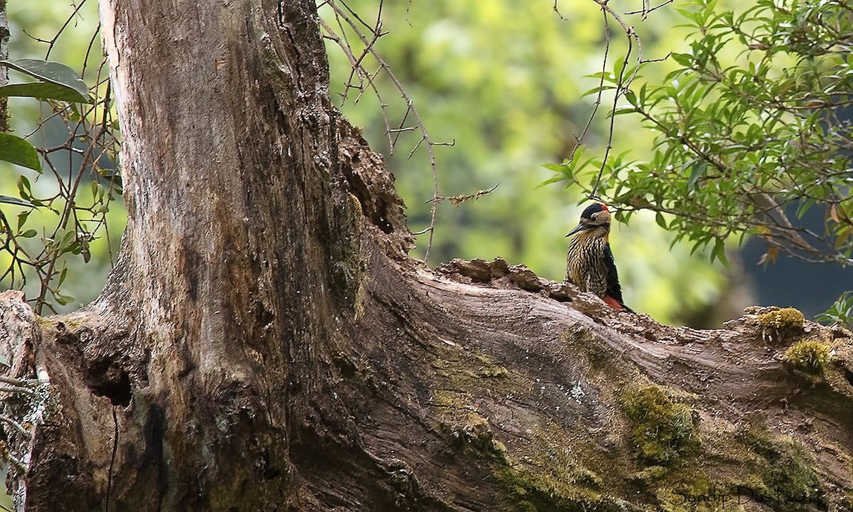 Darjeeling Woodpecker - Sandip Das