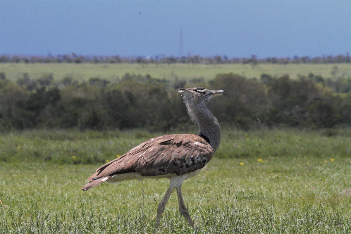 Kori Bustard - ML106320151