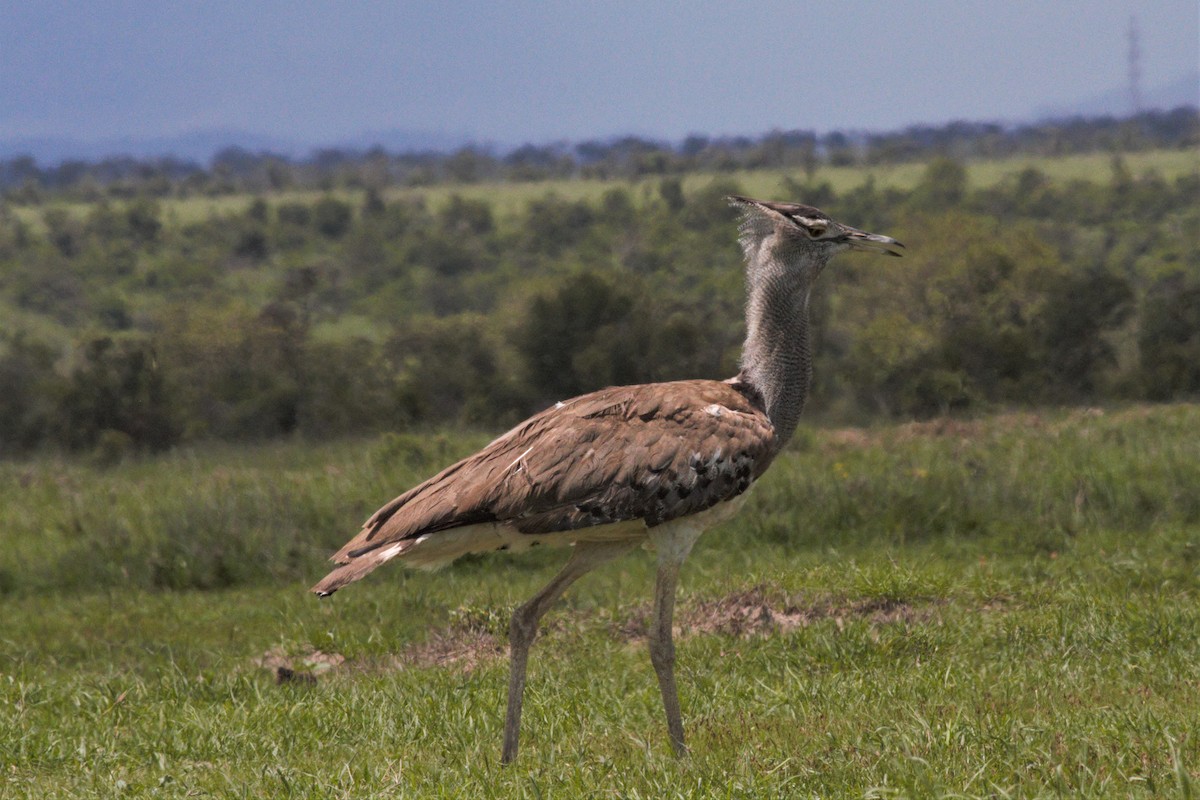 Kori Bustard - ML106320171