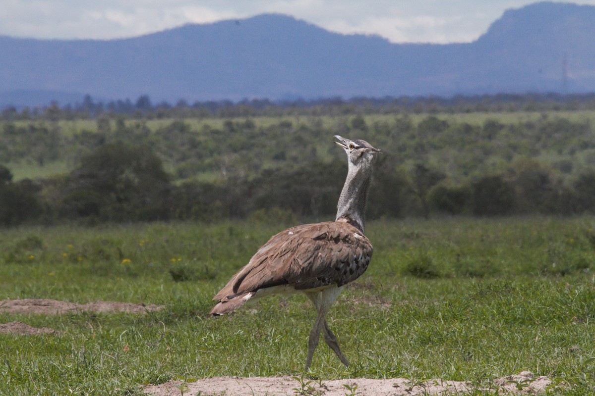 Kori Bustard - ML106320181