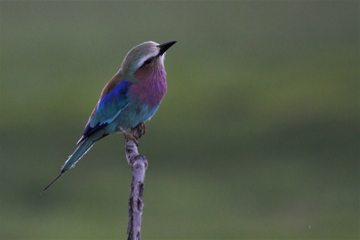 Lilac-breasted Roller - ML106320271