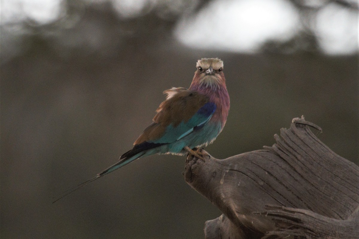 Lilac-breasted Roller - ML106320291