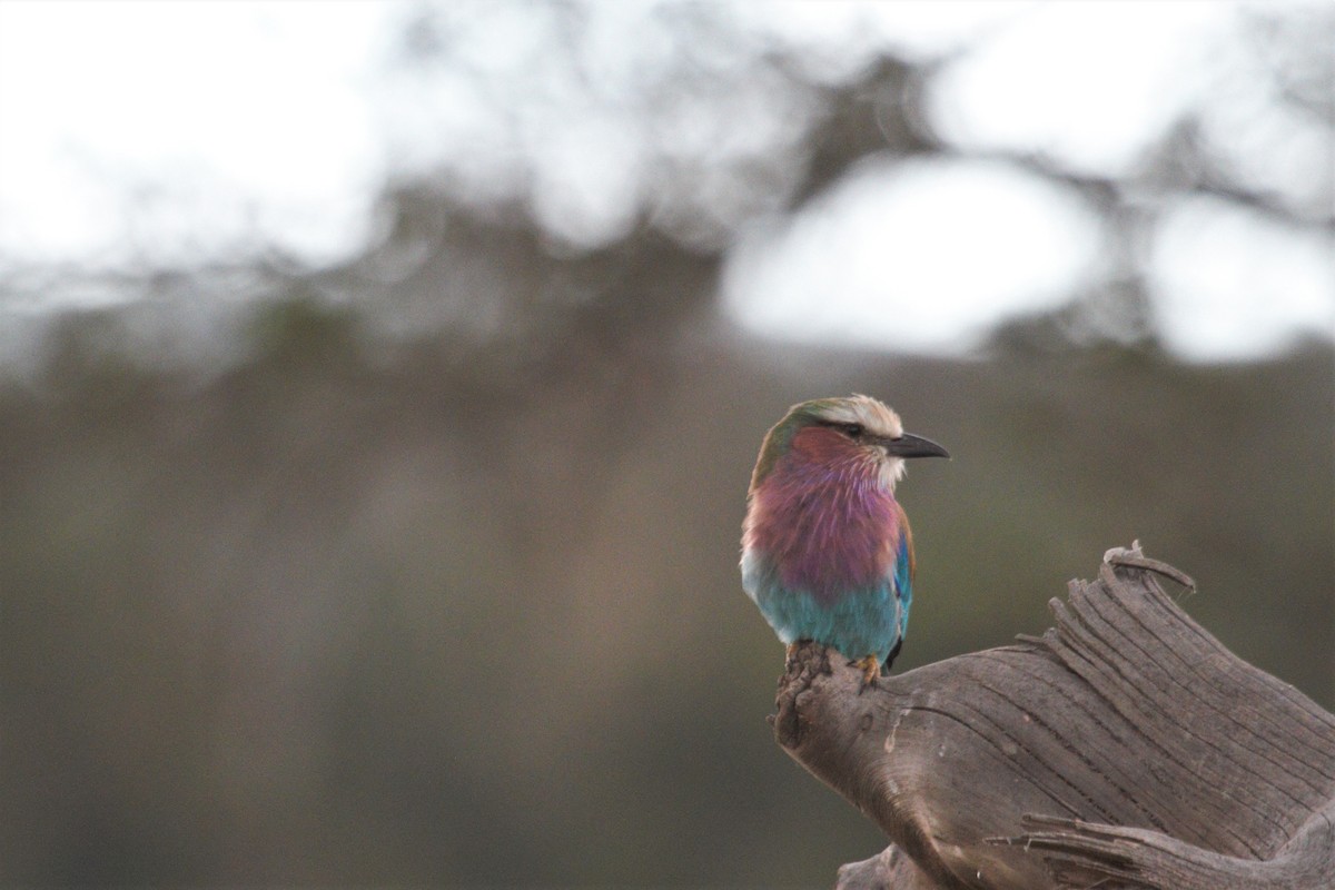 Lilac-breasted Roller - ML106320311