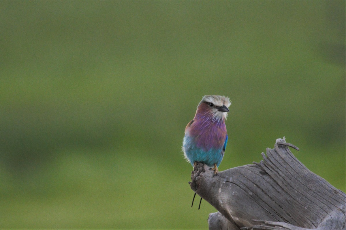 Lilac-breasted Roller - ML106320321
