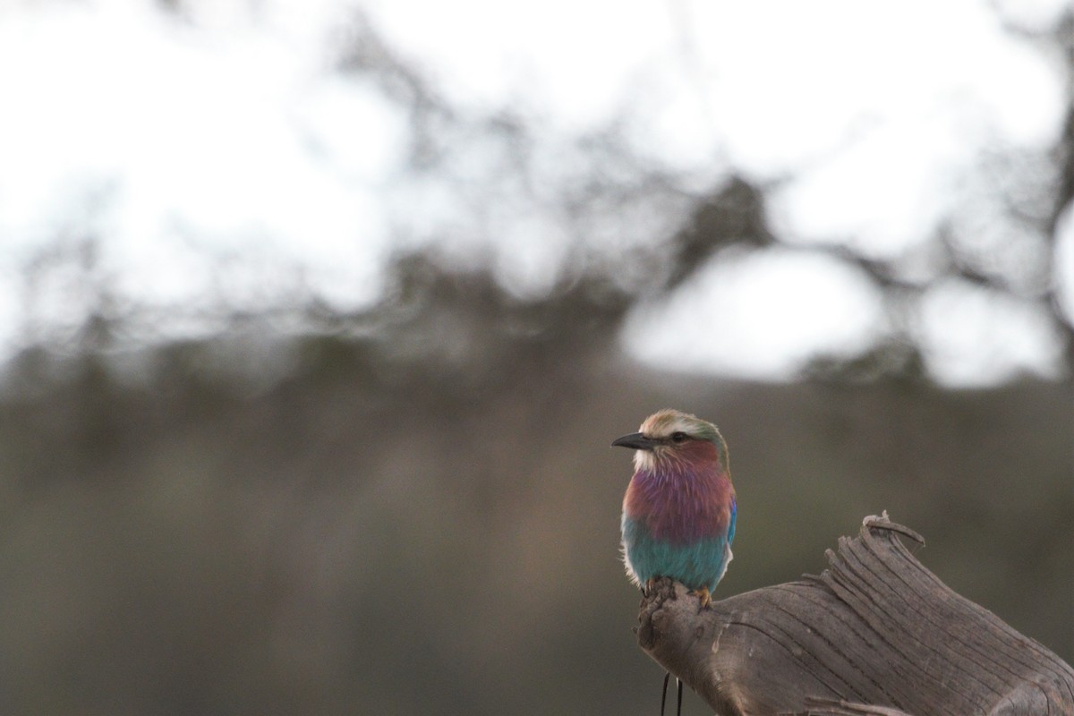 Lilac-breasted Roller - ML106320361