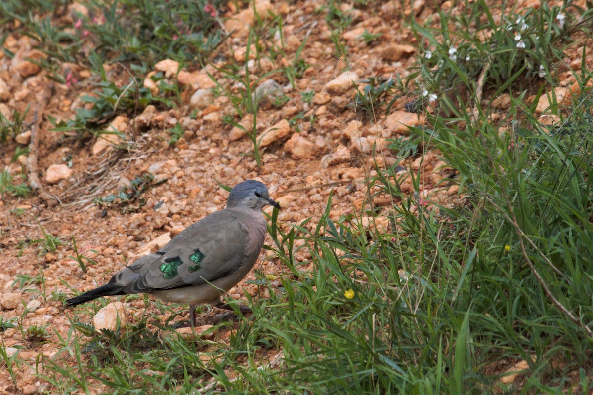 Emerald-spotted Wood-Dove - ML106320581