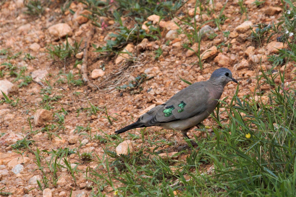 Emerald-spotted Wood-Dove - ML106320601