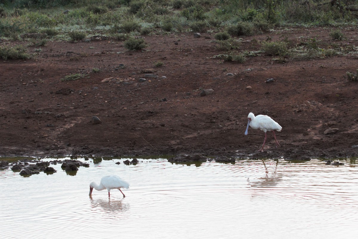 African Spoonbill - ML106320791
