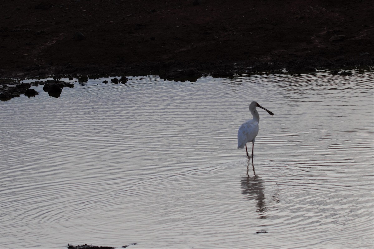 African Spoonbill - ML106320801