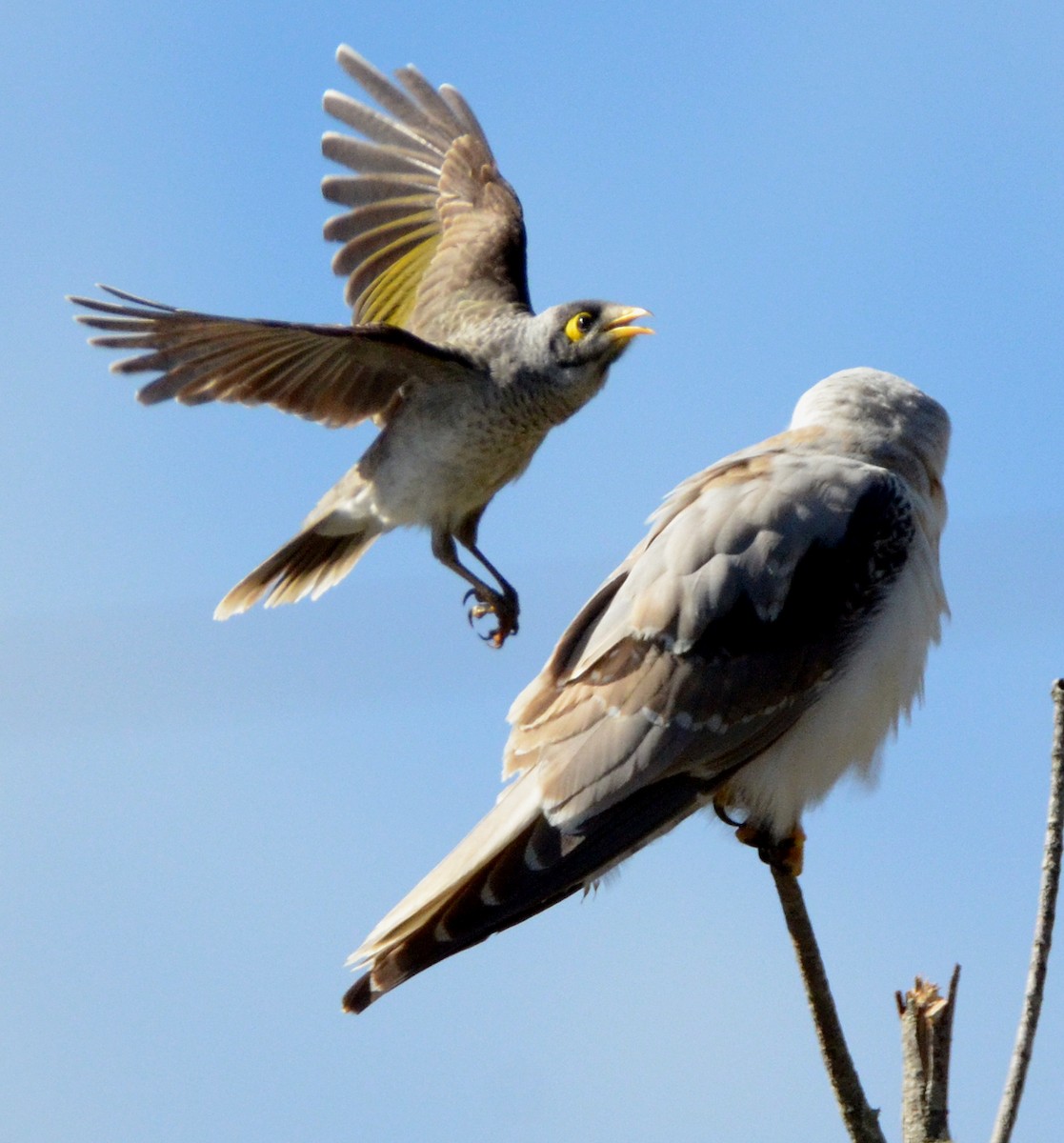 Black-shouldered Kite - ML106320831