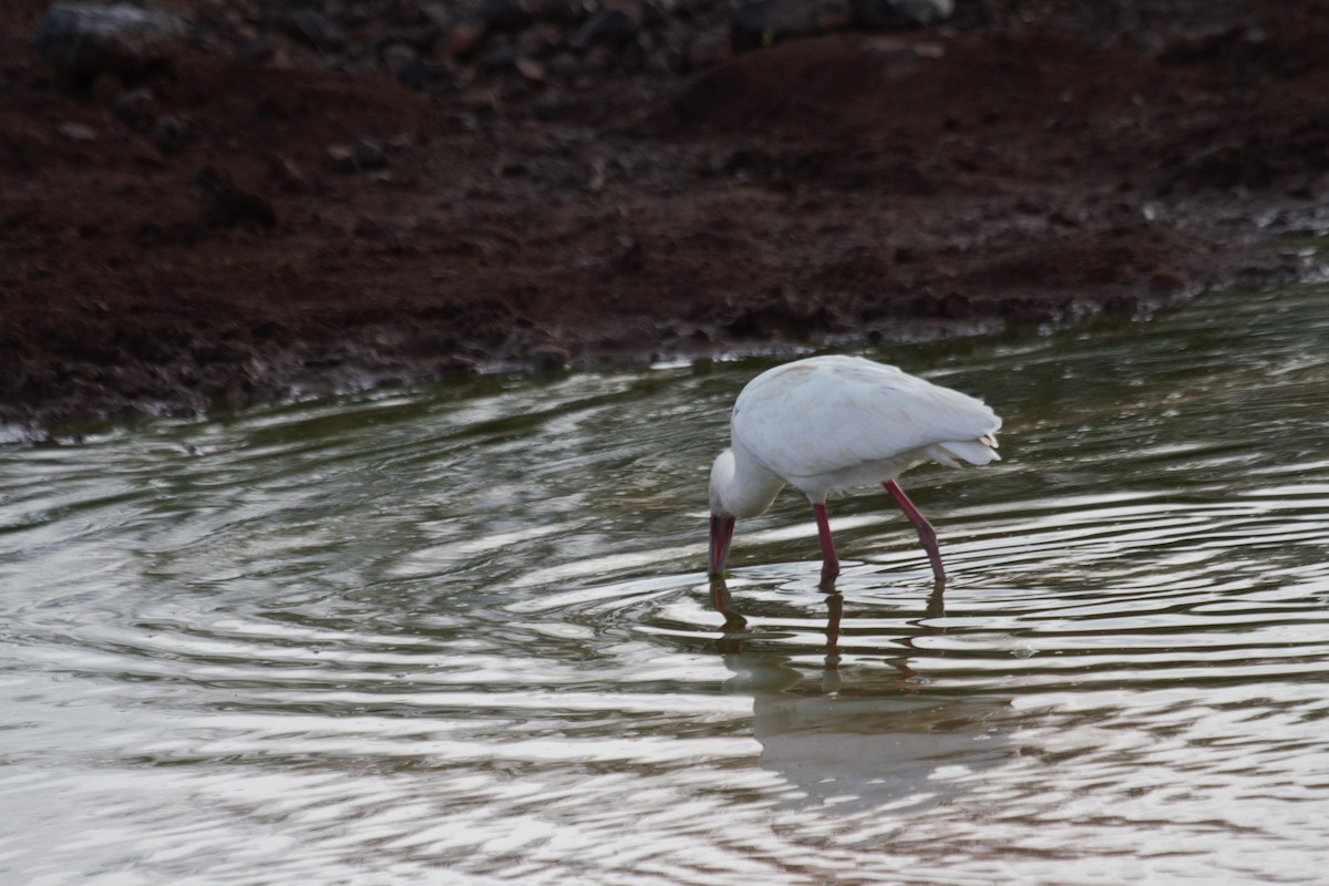 African Spoonbill - ML106320861