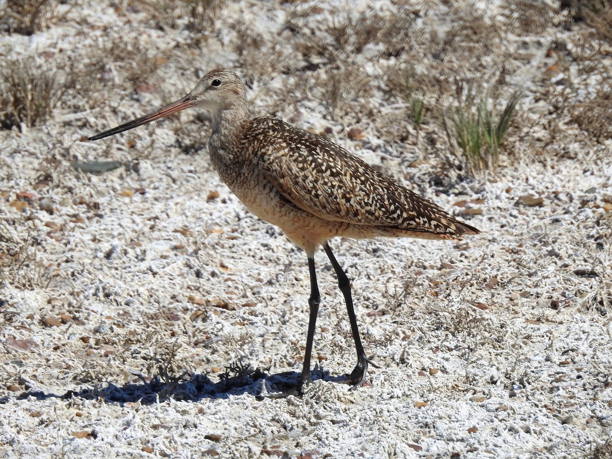 Marbled Godwit - Bill Blauvelt